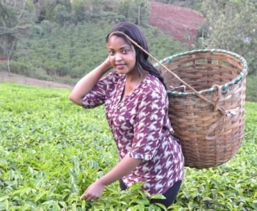 Picking tea in a tea farm in Nyeri, Kenya