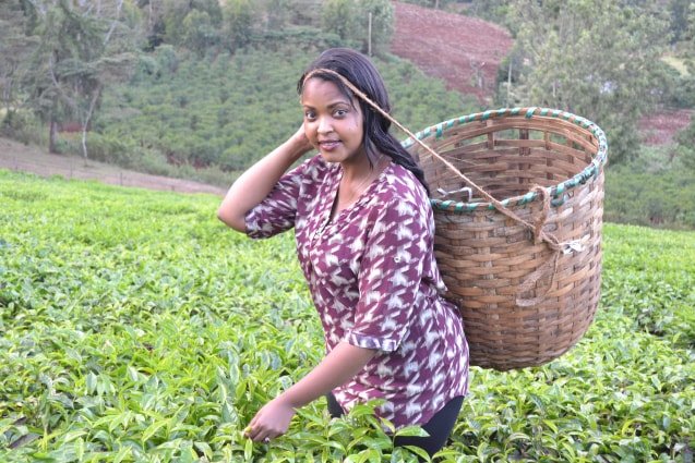Picking tea in a tea farm in Nyeri, Kenya