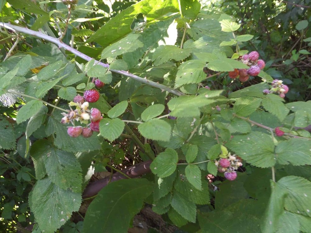 Wild berries available in the farms