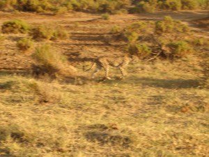 A cheetah seeming on the prowl in Samburu National Reserve, Kenya