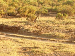 A cheeter at Samburu National Reserve