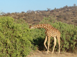 A giraffe enjoying its meal at Samburu National Reserve, Kenya