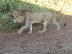 The king of the Jungle, at Samburu National Park, Kenya