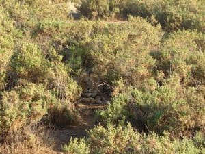 Lion hiding in the bush-Samburu National Park, Kenya