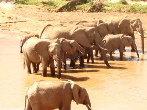 Elephants at watering hole in Samburu National Park