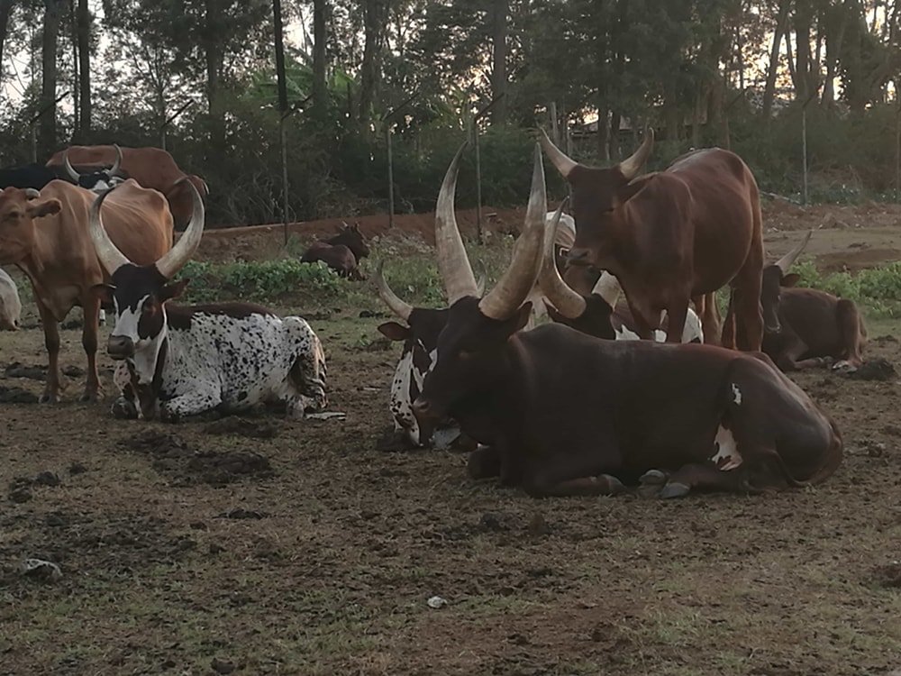 I was awed by these cattle that had impressive large horns at Kitale National Conservancy in Kitale, Kenya