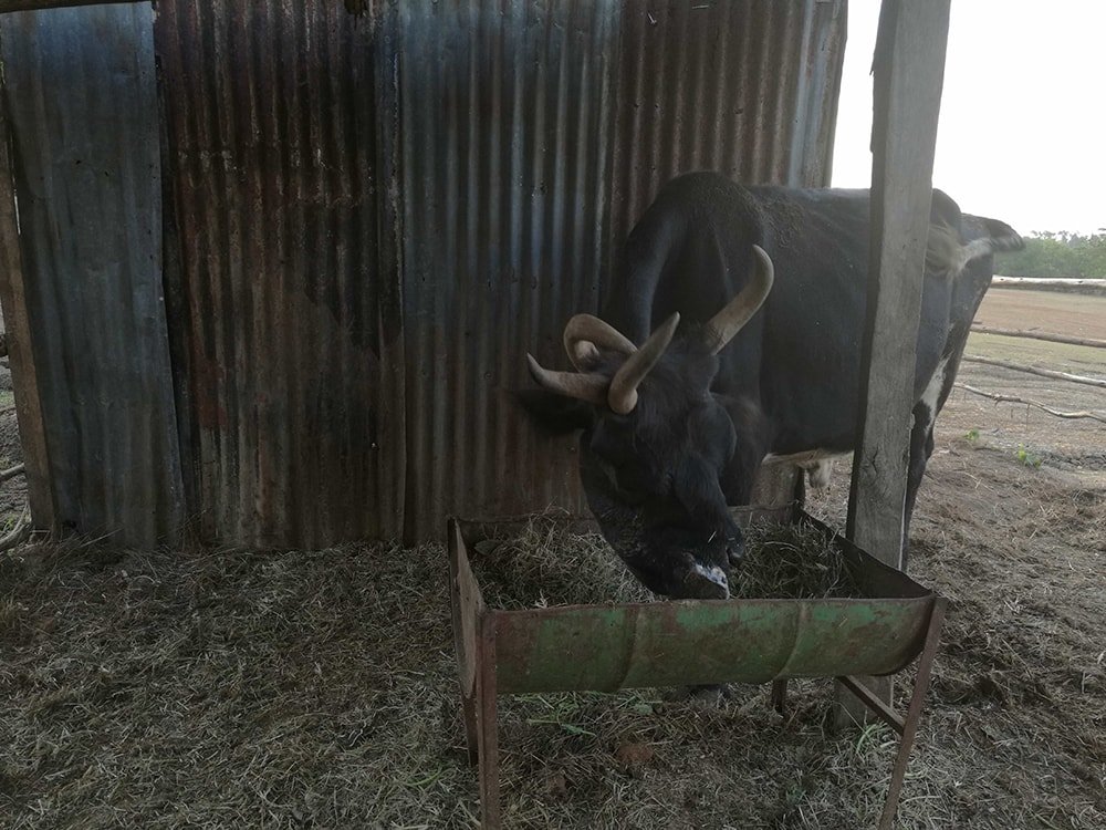 This one had four horns and a distorted face in Kitale National Conservancy, Kitale, Kenya