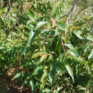 The miraa plant in Maua, Kenya